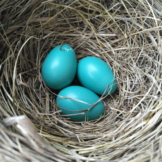 cropped-img_20170625_135711